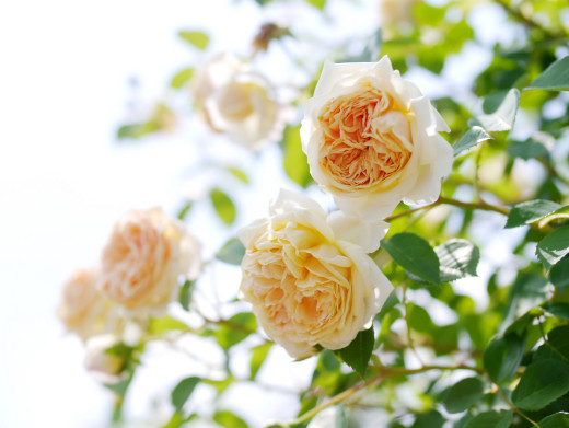 743198 (a): :3600x2703
